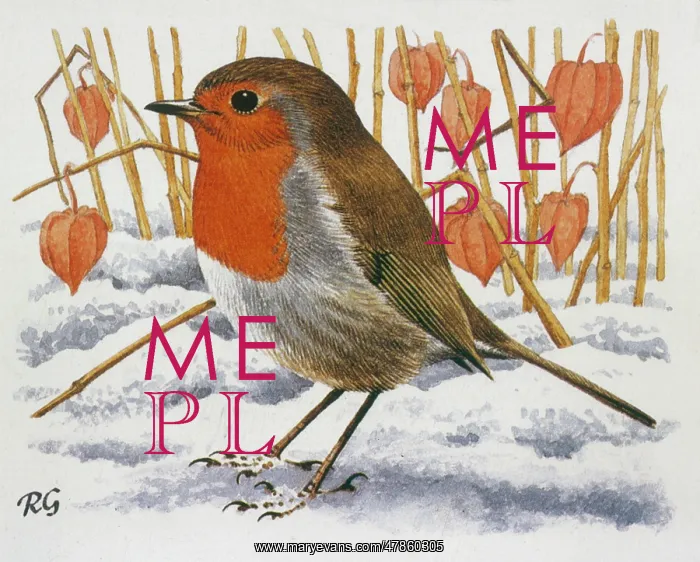 : BIRDS / ROBIN IN SNOW : BIRDS / ROBIN IN SNOW