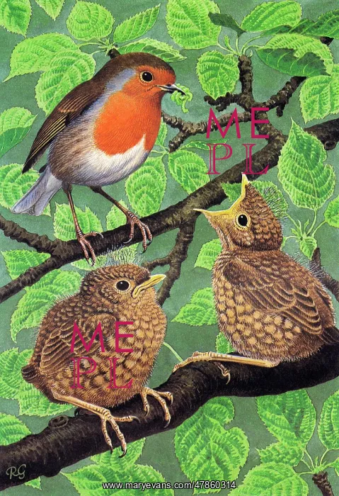 : BIRDS / ROBIN AND YOUNG : BIRDS / ROBIN AND YOUNG