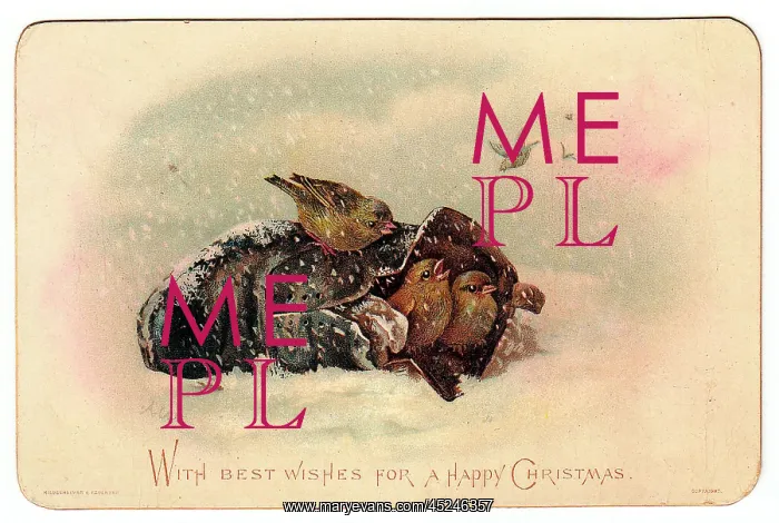 : Birds in a shoe on a Christmas card : Birds in a shoe on a Christmas card