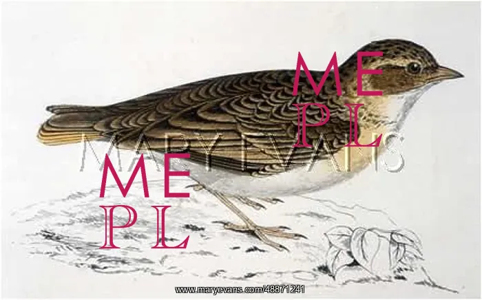  : BIRDS / SHORT-TOED LARK