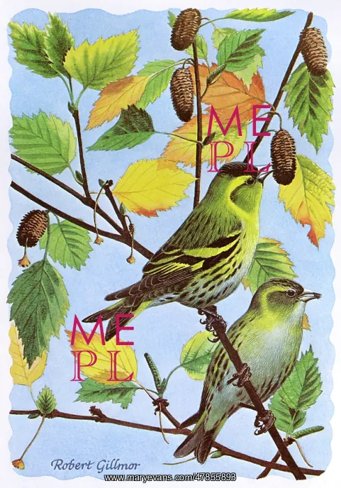 : BIRDS / SISKIN : BIRDS / SISKIN