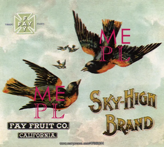  : Birds in Sky Label