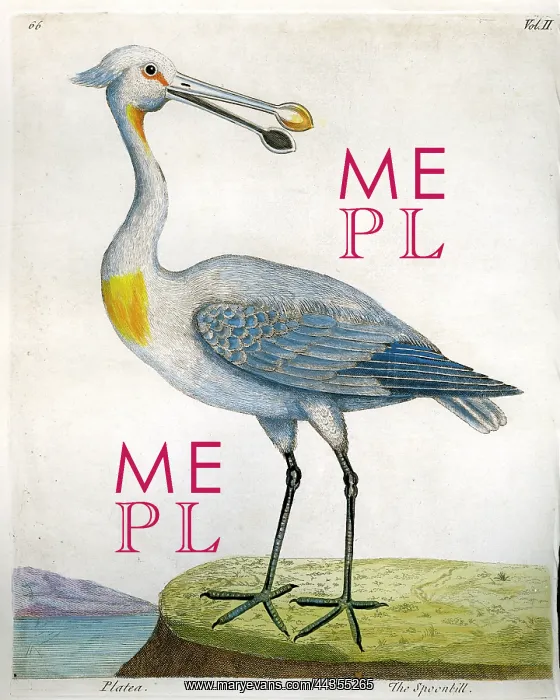  : Birds - Spoonbill - Platea