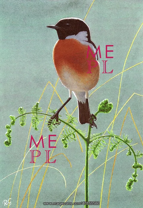 : BIRDS / STONECHAT : BIRDS / STONECHAT