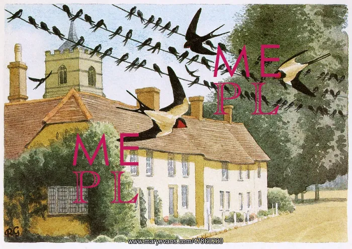 : BIRDS / SWALLOWS : BIRDS / SWALLOWS