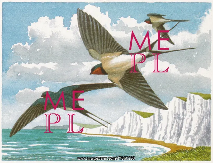 : BIRDS / SWALLOWS : BIRDS / SWALLOWS