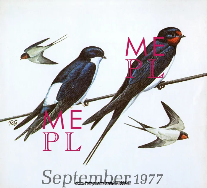 : BIRDS / SWALLOWS PERCHED : BIRDS / SWALLOWS PERCHED