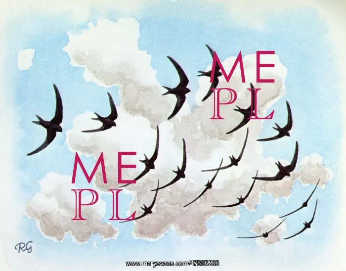 : BIRDS / SWIFTS : BIRDS / SWIFTS