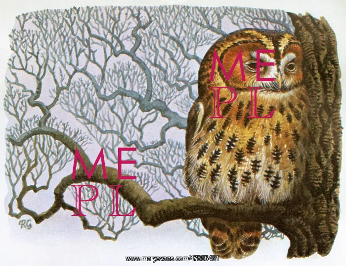 : BIRDS / TAWNY OWL : BIRDS / TAWNY OWL