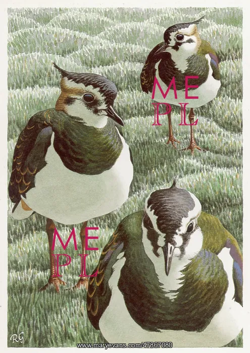 : BIRDS / THREE LAPWINGS : BIRDS / THREE LAPWINGS