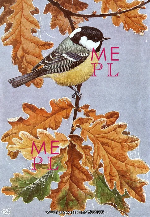 : BIRDS / TITS / COAL TIT : BIRDS / TITS / COAL TIT