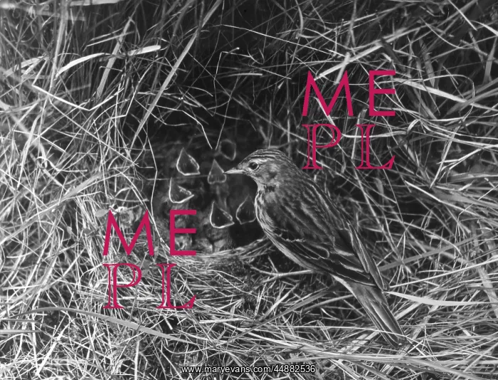  : BIRDS / TREE PIPIT