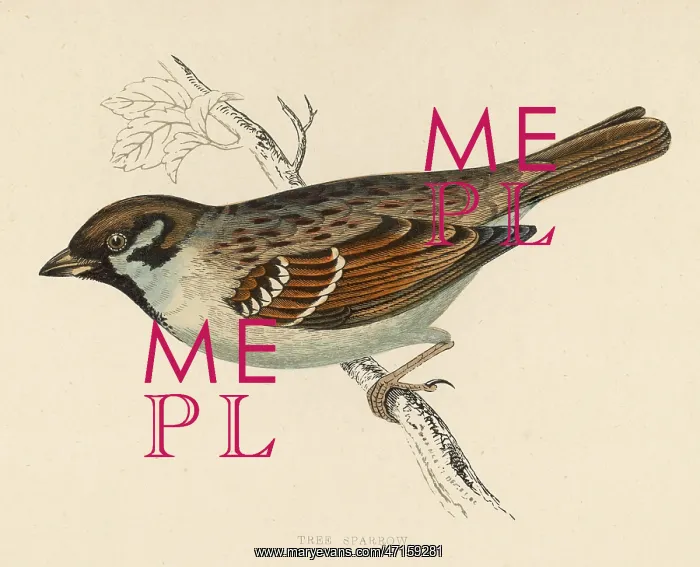  : BIRDS / TREE SPARROW