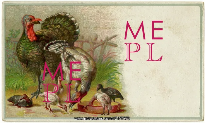  : BIRDS / TURKEYS & YOUNG