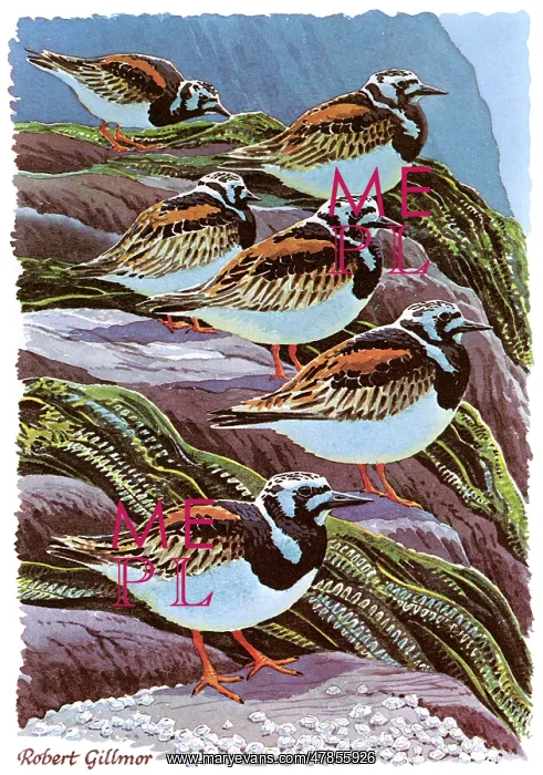 : BIRDS / TURNSTONES : BIRDS / TURNSTONES