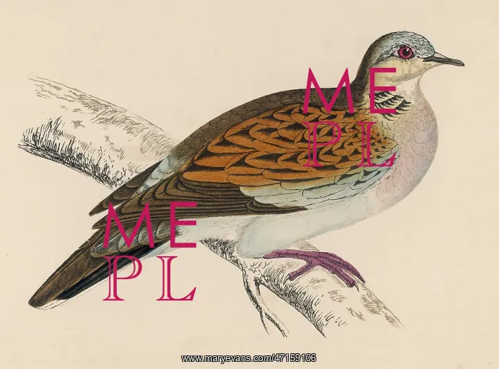 : BIRDS / TURTLE DOVES : BIRDS / TURTLE DOVES