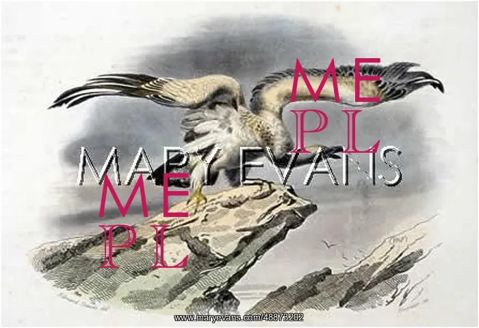 : BIRDS / VULTURE : BIRDS / VULTURE