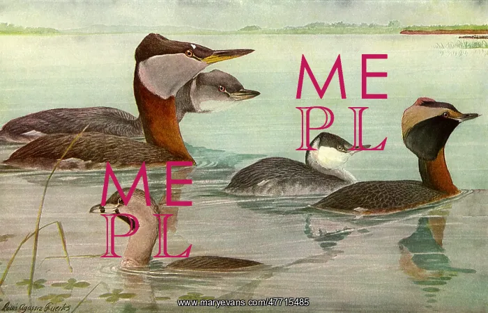  : Birds in Water