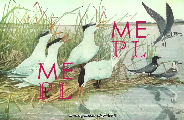  : Birds by Water