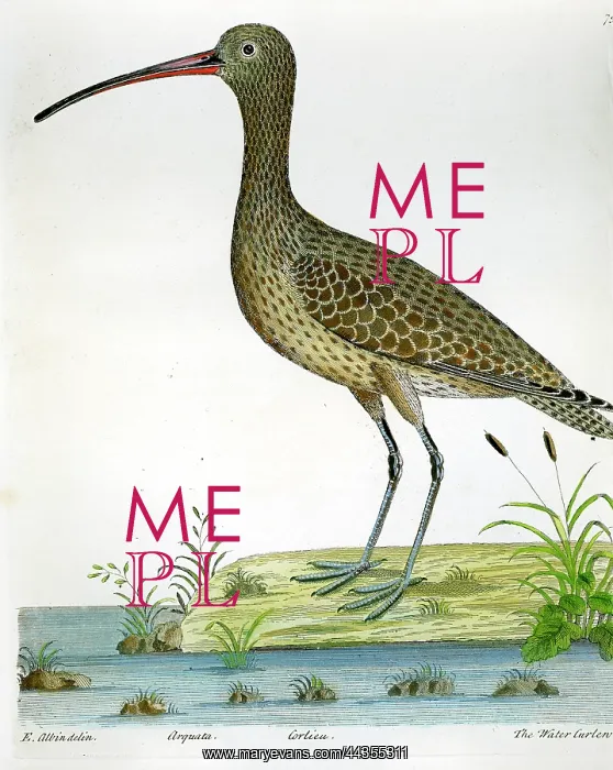  : Birds - Water Curlew - Arguata