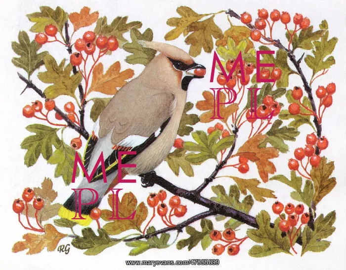 : BIRDS / WAXWING : BIRDS / WAXWING