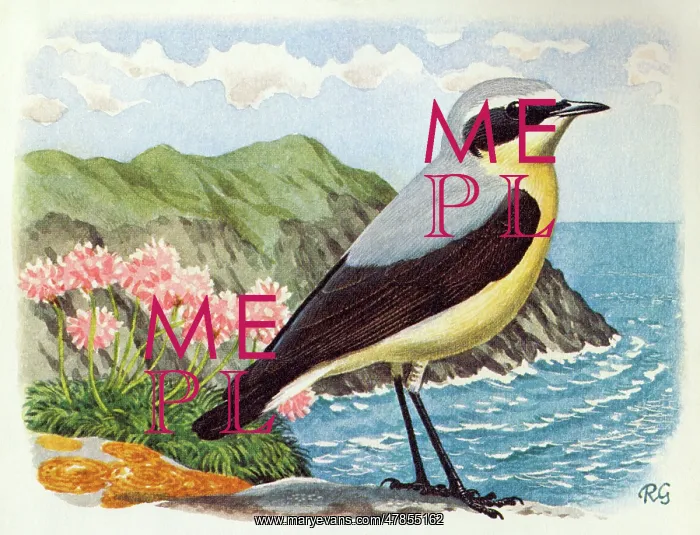 : BIRDS / WHEATEAR : BIRDS / WHEATEAR