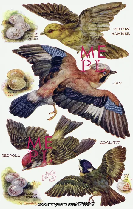 : Birds on the Wing cut out : Birds on the Wing cut out
