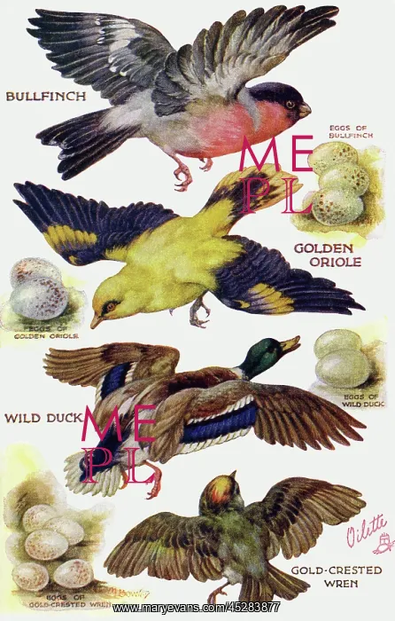 : Birds on the Wing cut out : Birds on the Wing cut out