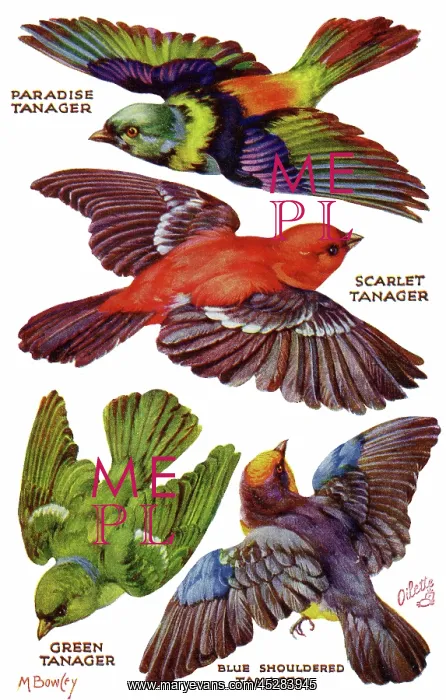 : Birds on the Wing cut out : Birds on the Wing cut out
