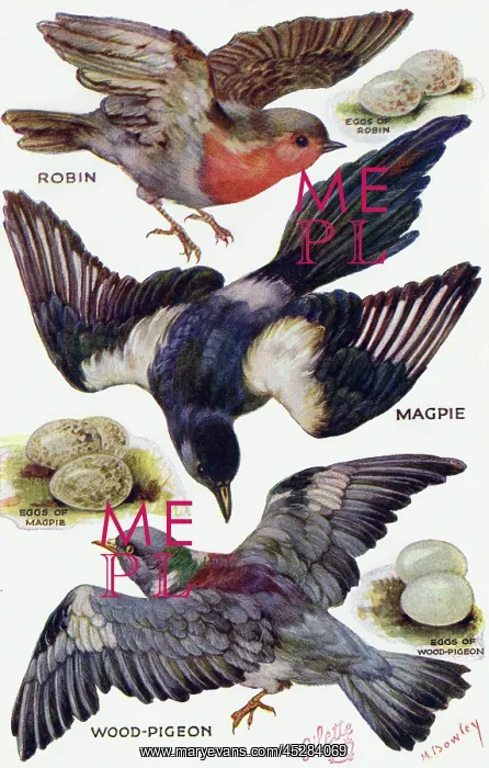: Birds on the Wing cut out : Birds on the Wing cut out