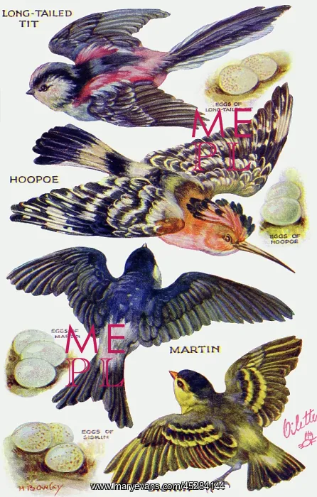 : Birds on the Wing cut out : Birds on the Wing cut out