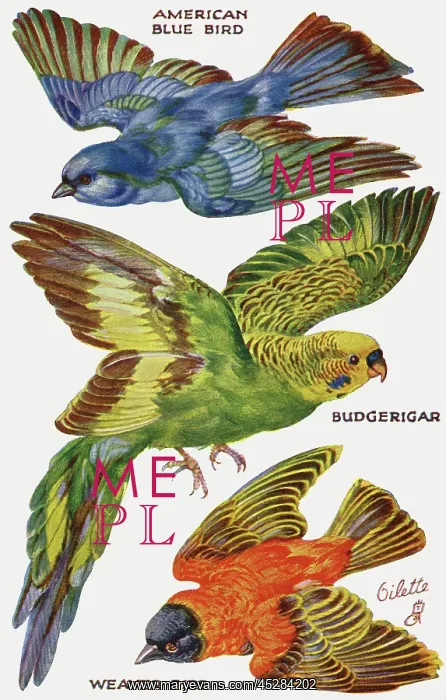 : Birds on the Wing cut out : Birds on the Wing cut out