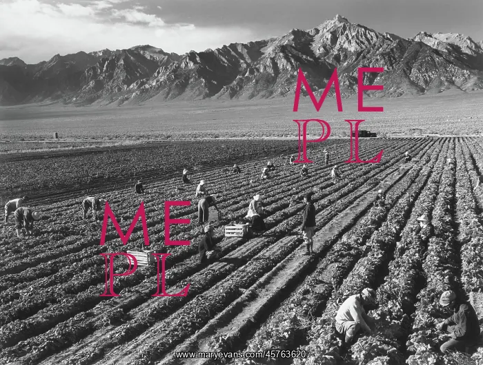 : birds - wire - nature - Manzanar - WWII : birds - wire - nature - Manzanar - WWII
