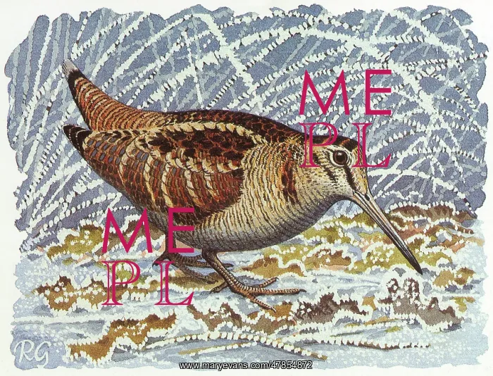 : BIRDS / WOODCOCK : BIRDS / WOODCOCK