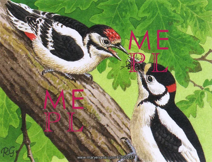 : BIRDS / WOODPECKERS : BIRDS / WOODPECKERS