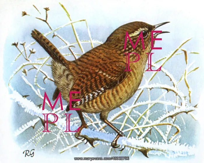  : BIRDS / WREN