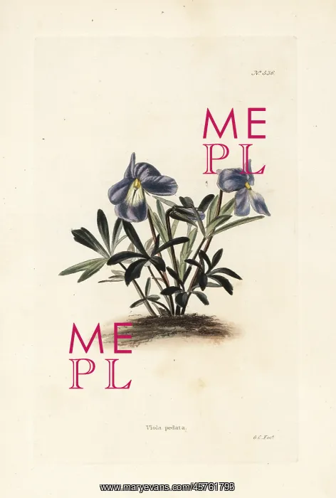 : Birdsfoot violet, Viola pedata : Birdsfoot violet, Viola pedata