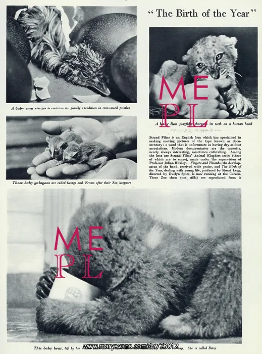 : The Birth of the Year, Strand Films wildlife documentary : The Birth of the Year, Strand Films wildlife documentary