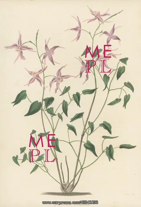 : Bishop's hat, Epimedium grandiflorum : Bishop's hat, Epimedium grandiflorum