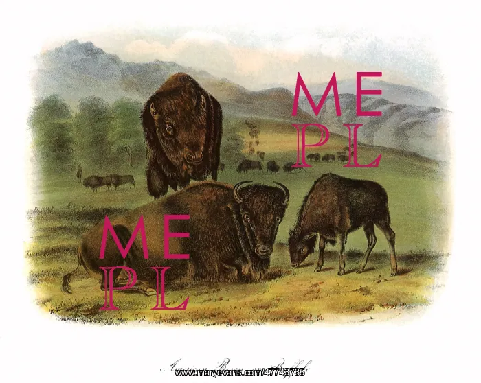  : Three Bison