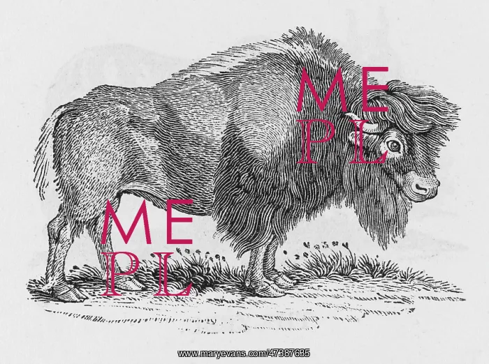 : BISON (BEWICK) : BISON (BEWICK)