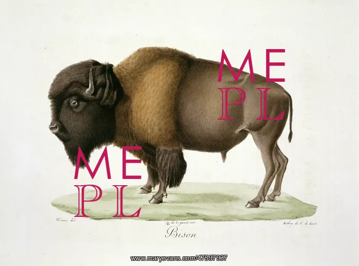 : Bison bison, American bison : Bison bison, American bison