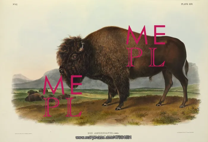: Bison bison, American bison : Bison bison, American bison