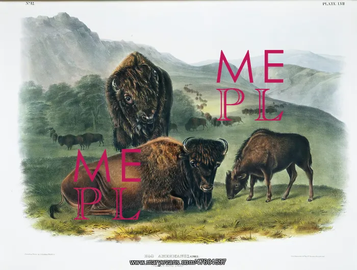 : Bison bison, American bison : Bison bison, American bison