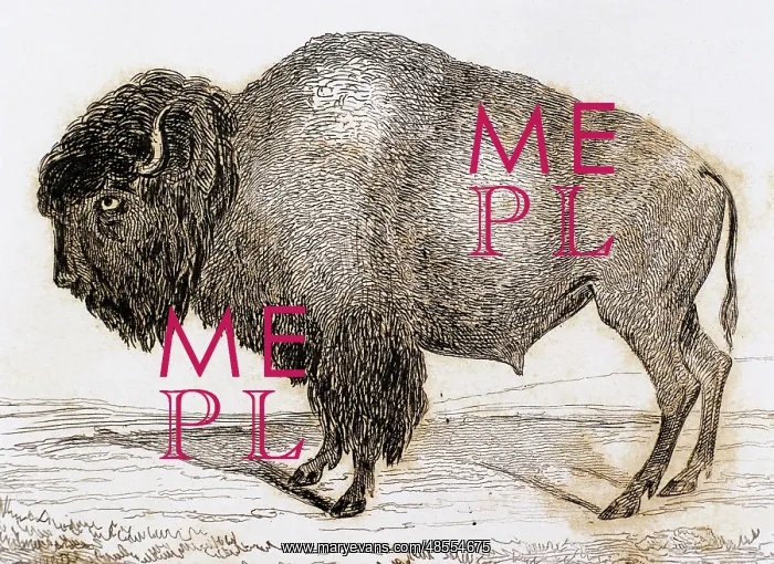  : Bison. Engraving, 1841