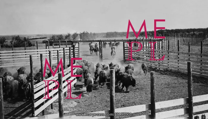 : Bison herd in Canada : Bison herd in Canada