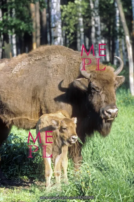 : Bisons in State Prioksko-Terrasny Nature Reserve, 1980 : Bisons in State Prioksko-Terrasny Nature Reserve, 1980
