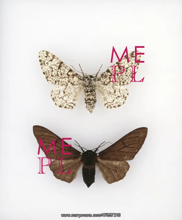 : Biston betularia, peppered moth : Biston betularia, peppered moth