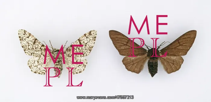 : Biston betularia, peppered moth : Biston betularia, peppered moth