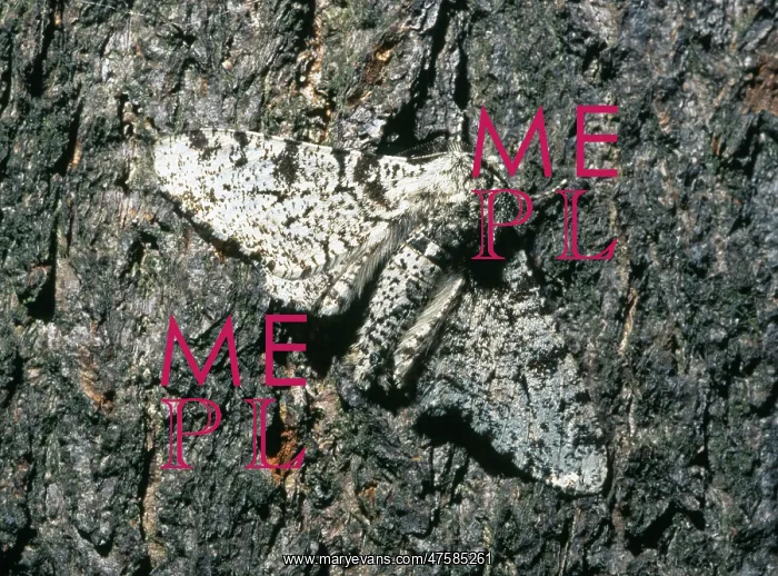 : Biston betularia, peppered moth : Biston betularia, peppered moth